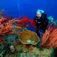 Stunning corals in the Philippines