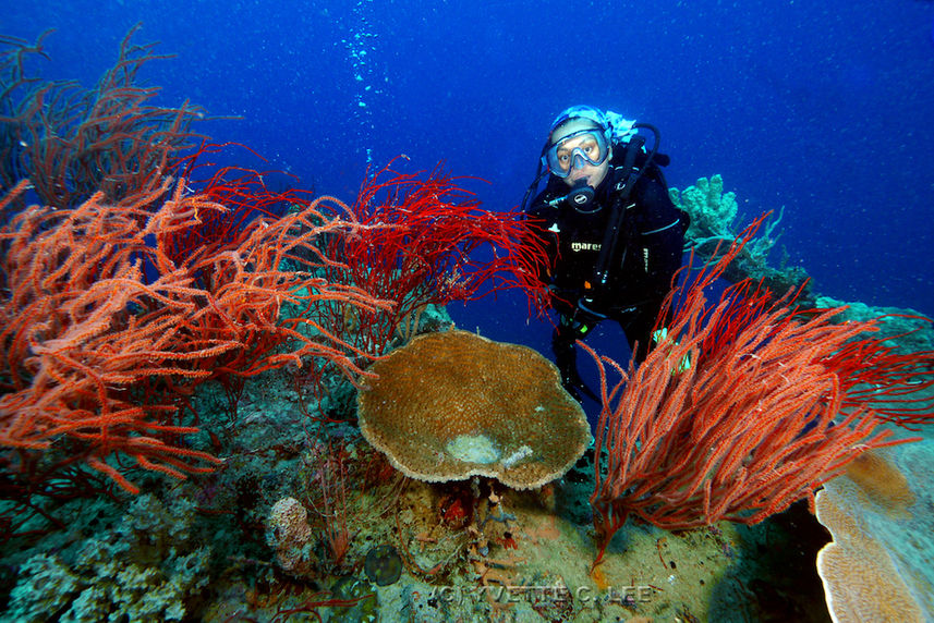 Stunning corals in the Philippines