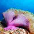 Corals