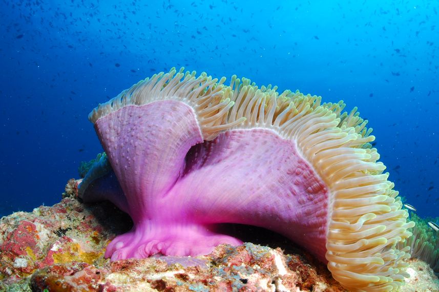 Corals