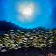 Fishes and corals