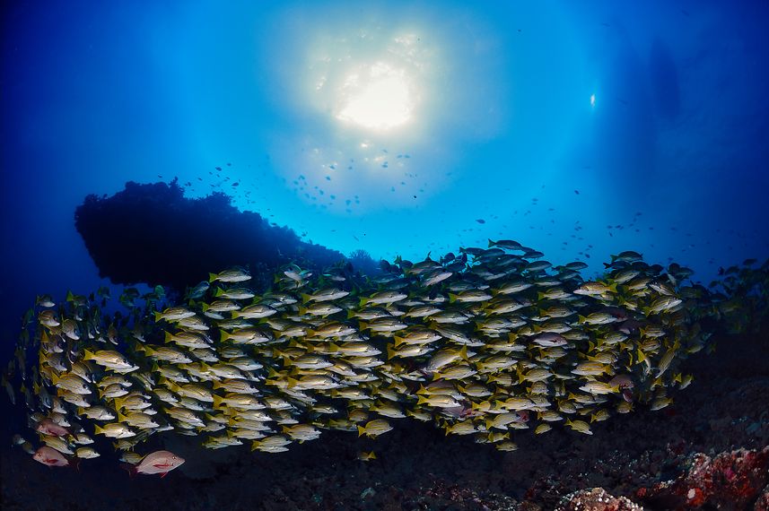 Fishes and corals