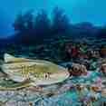 Leopard shark