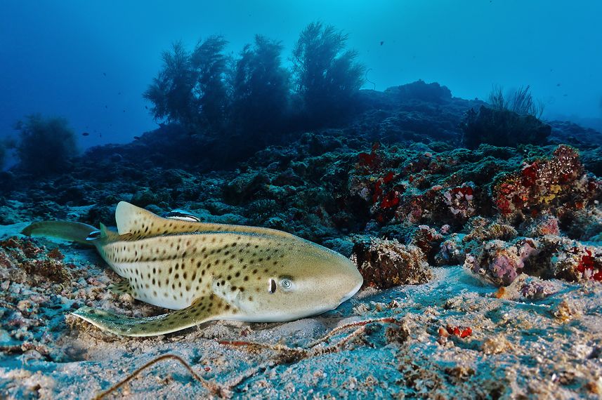 Leopard shark