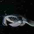 Manta