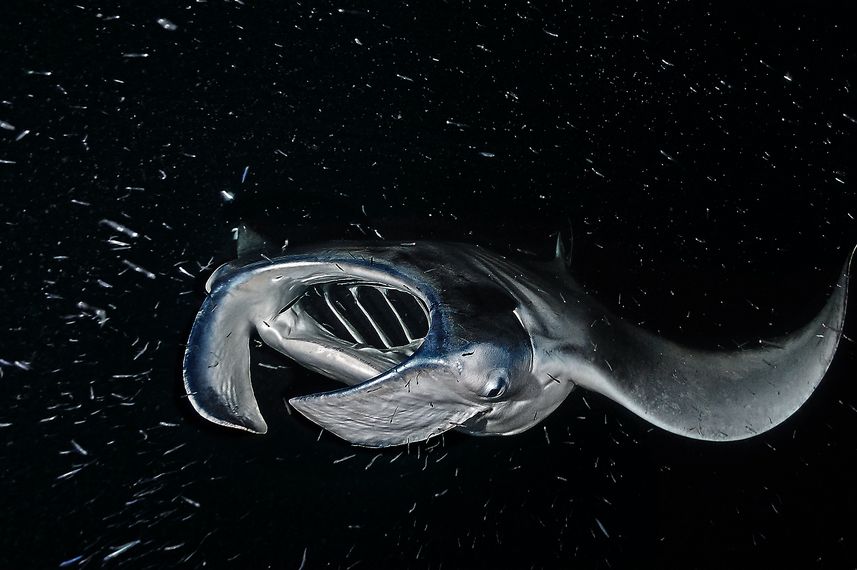 Manta