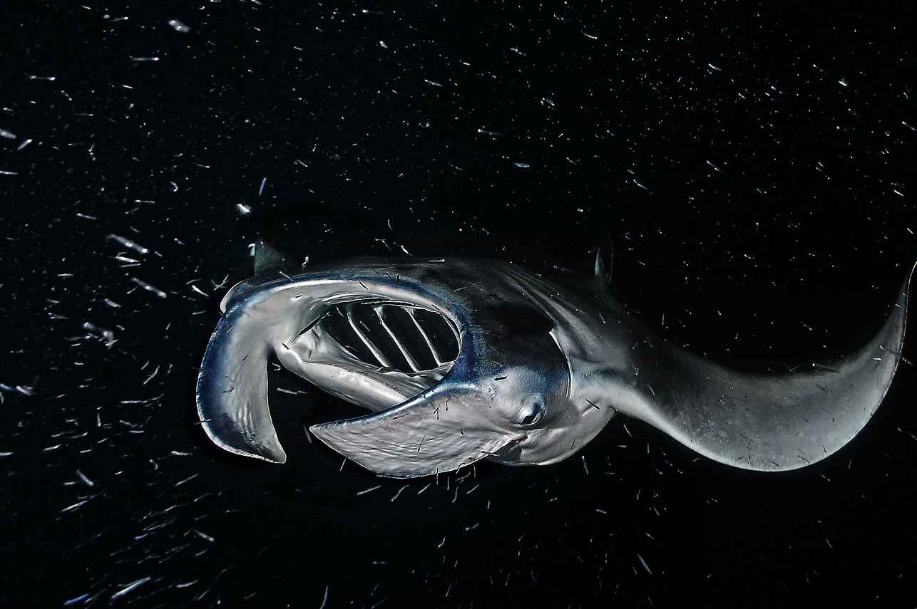 Manta