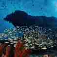 Fishes and corals