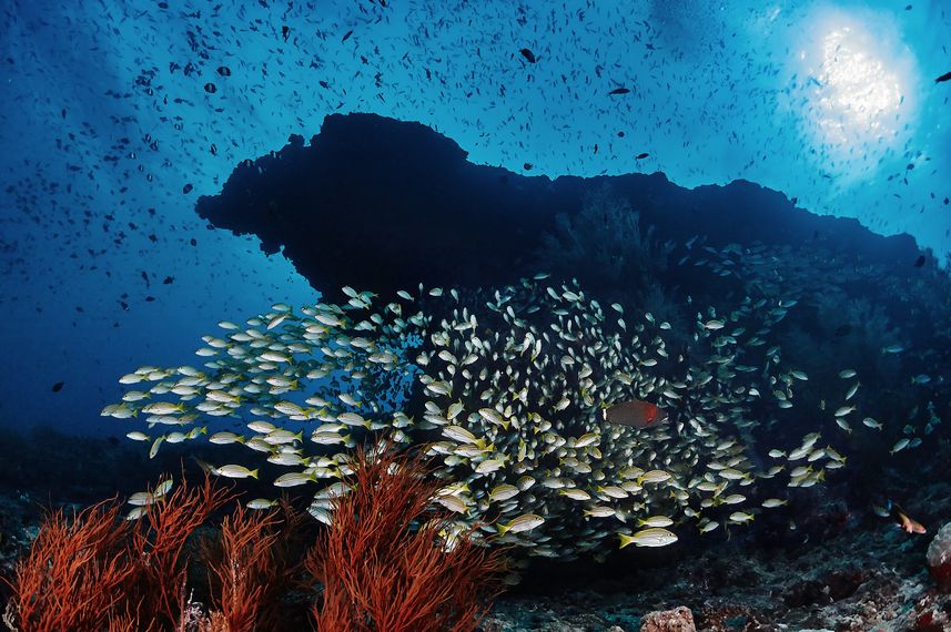 Fishes and corals