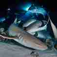 Nurse sharks' feeding at night dive