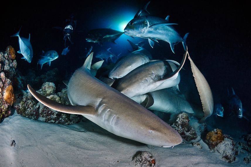 Nurse sharks' feeding at night dive
