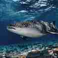 Whale shark