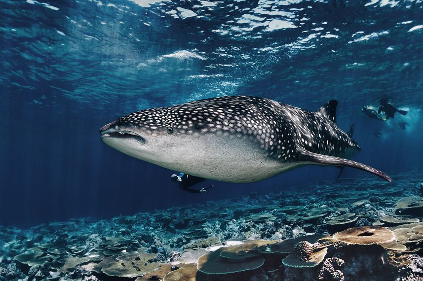 Whale shark