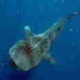 Whale shark