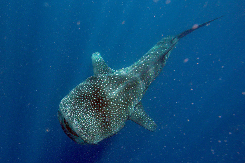 Whale shark