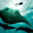 Manta