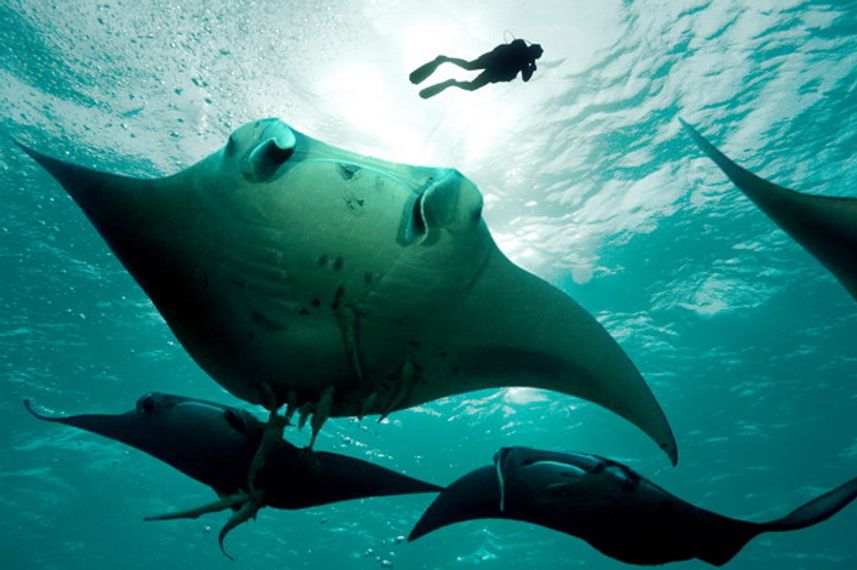 Manta