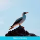 Nazca Booby - Galapagos Expeditions