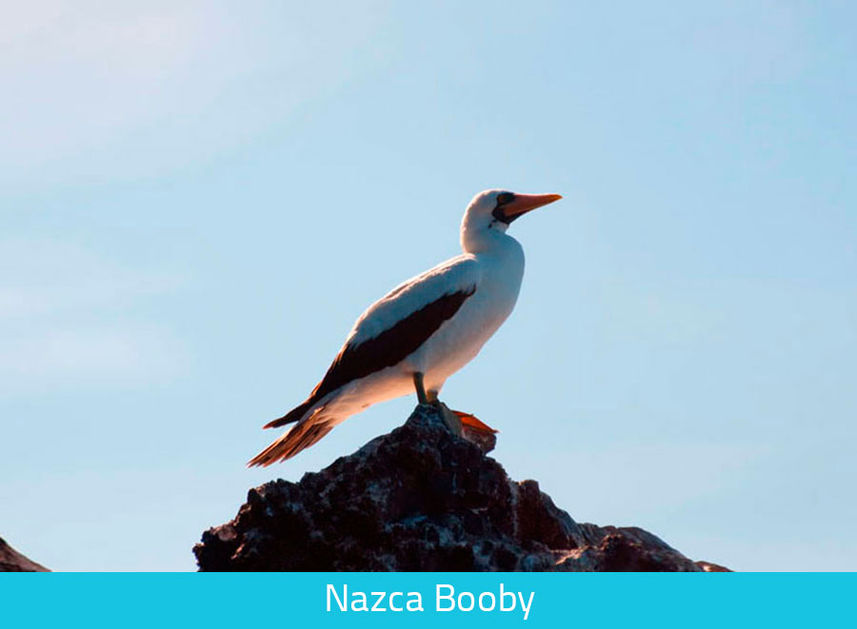 Nazca Booby - Galapagos Expeditions