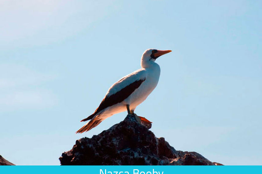 Nazca Booby - Galapagos Expeditions