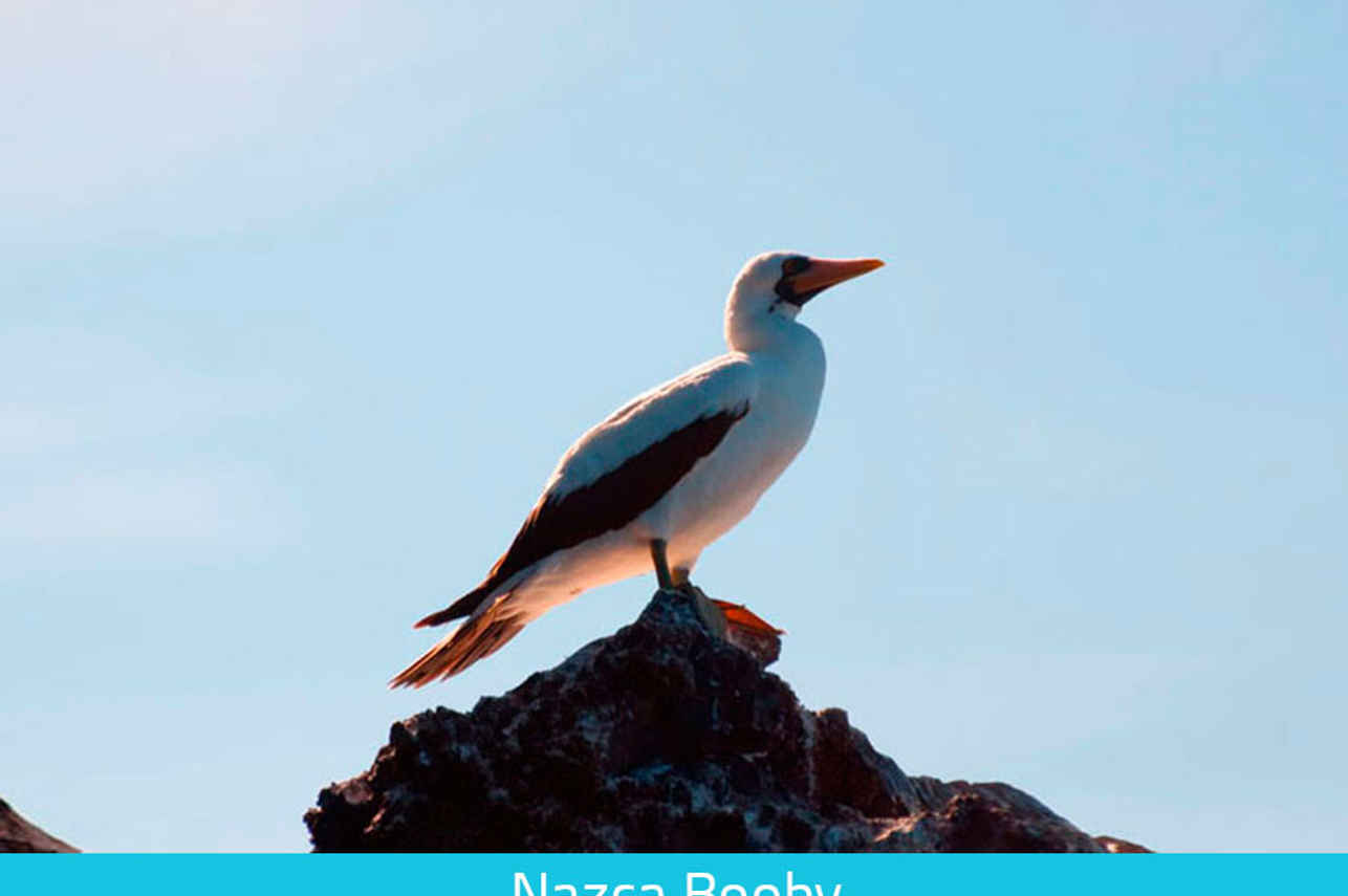 Nazca Booby - Galapagos Expeditions