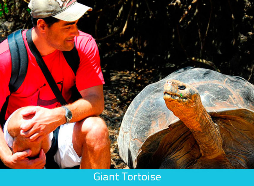 Up close with Giant Tortoises in Galapagos