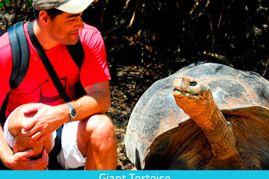 Up close with Giant Tortoises in Galapagos
