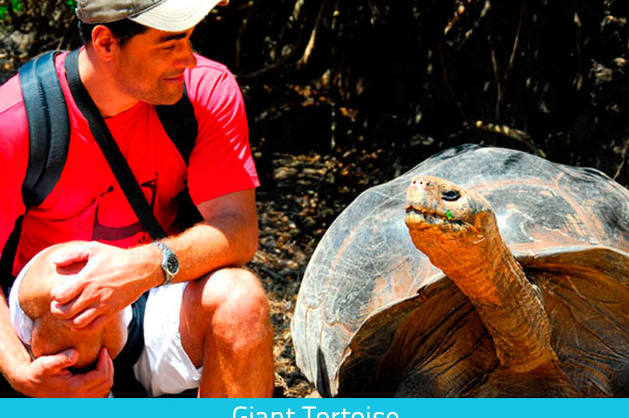 Up close with Giant Tortoises in Galapagos