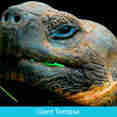 Giant Tortoise of Galapagos