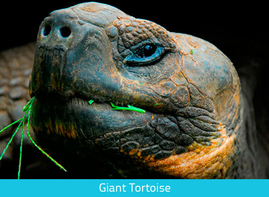 Giant Tortoise of Galapagos