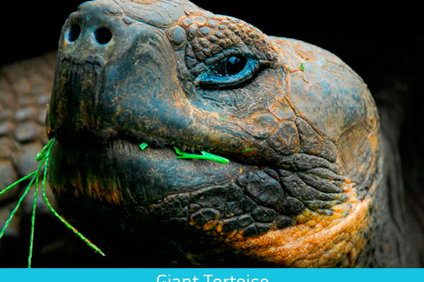 Giant Tortoise of Galapagos