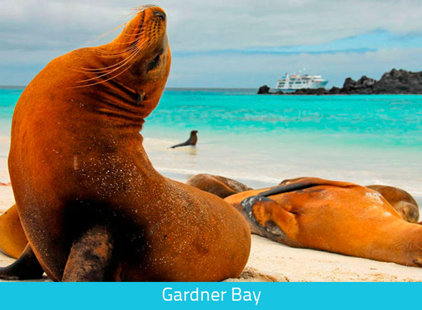 Sealions at Gardener Bay - Galapagos Expeditions