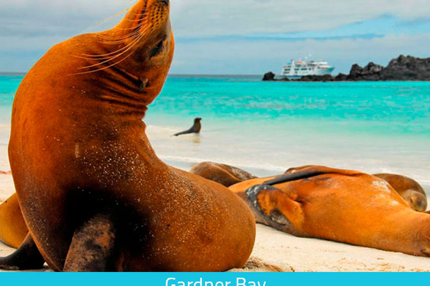 Sealions at Gardener Bay - Galapagos Expeditions