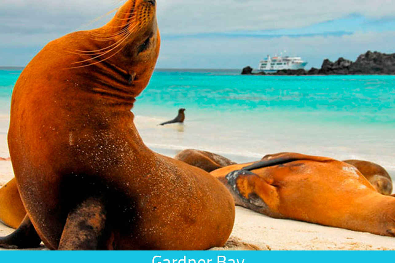 Sealions at Gardener Bay - Galapagos Expeditions