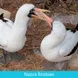 Nazca boobies - Galapagos Expedition Cruise