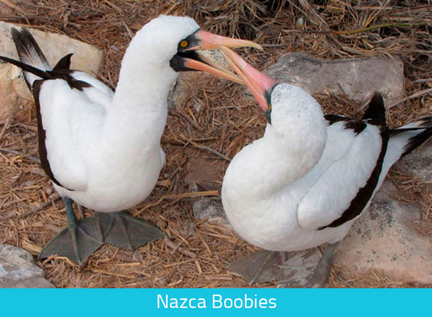 Nazca boobies - Galapagos Expedition Cruise