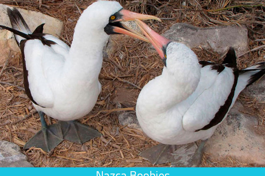 Nazca boobies - Galapagos Expedition Cruise