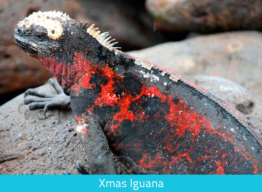 Xmas Iguana - Galapagos expeditions