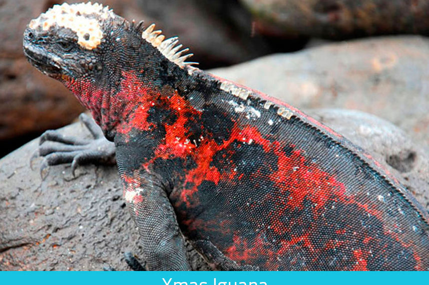 Xmas Iguana - Galapagos expeditions