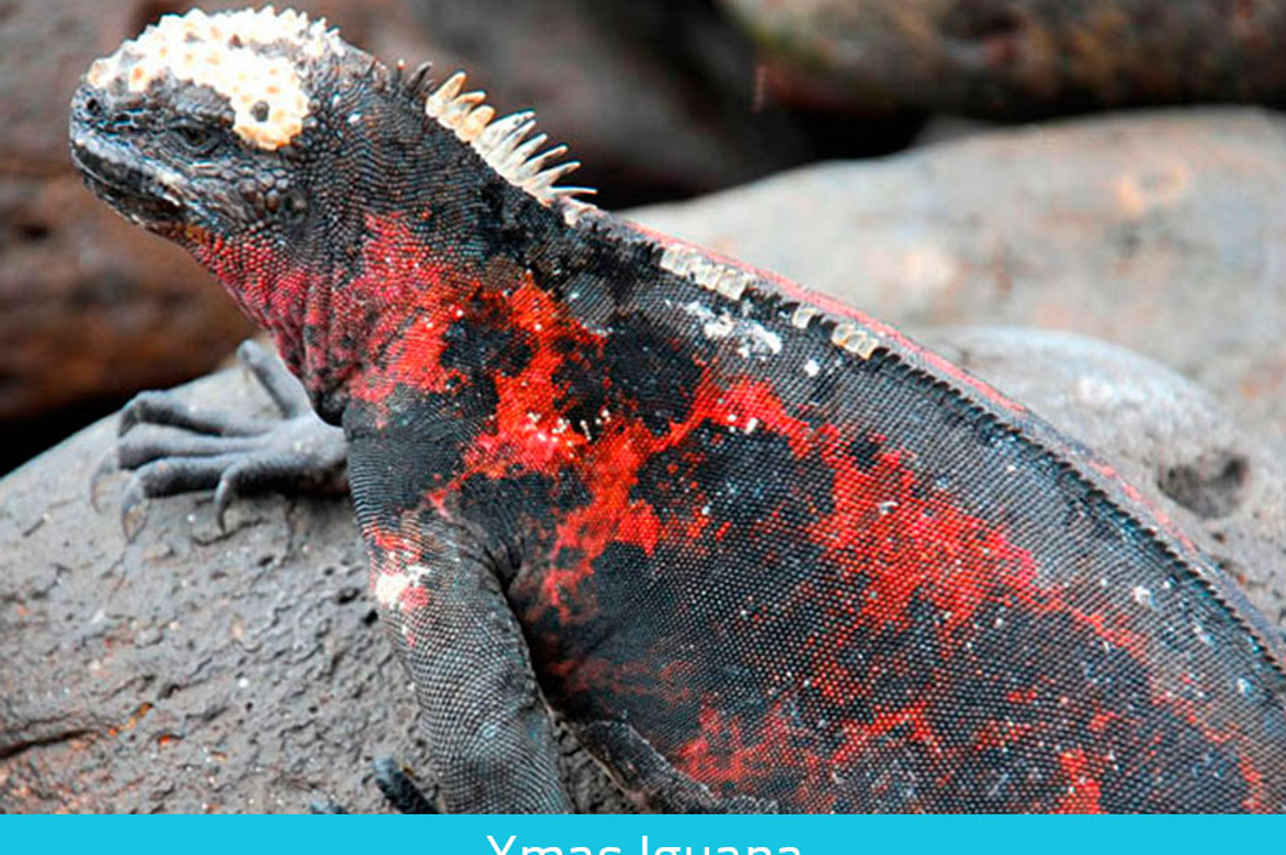 Xmas Iguana - Galapagos expeditions