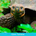Giant Tortoise - Galapagos