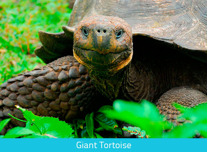 Giant Tortoise - Galapagos