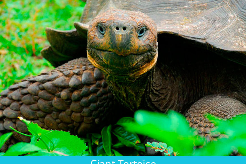 Giant Tortoise - Galapagos