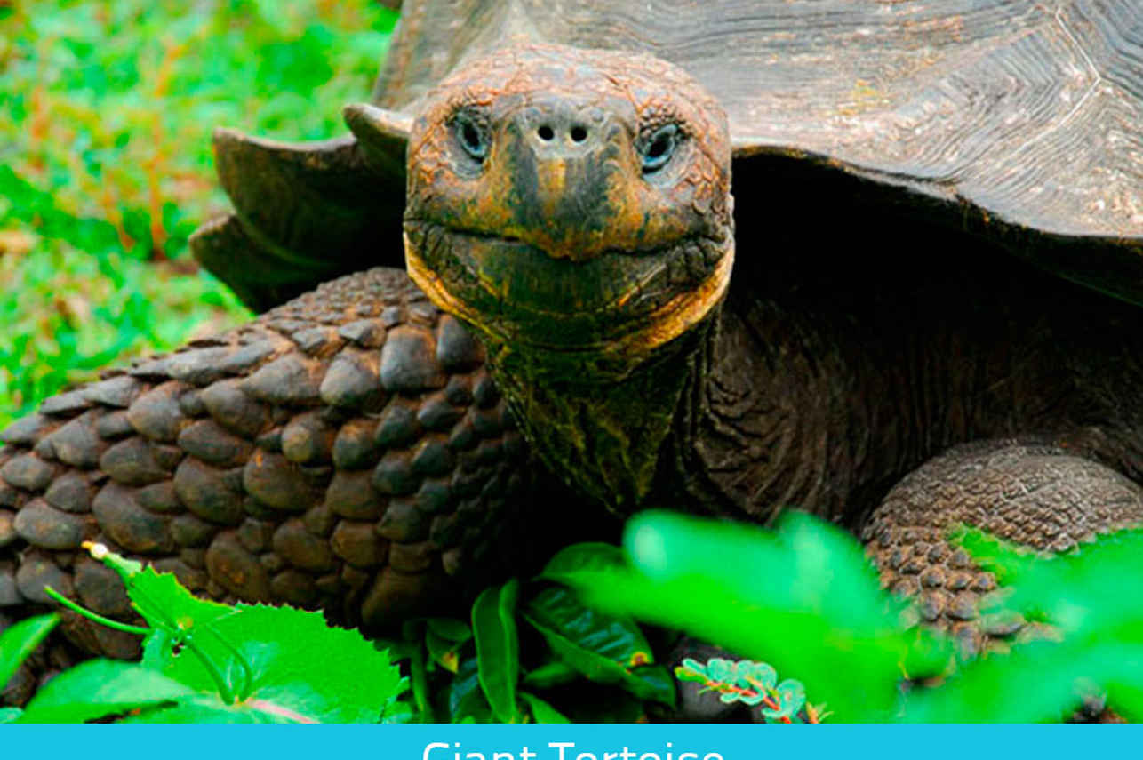 Giant Tortoise - Galapagos