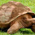 Giant Tortoises of the Galapagos