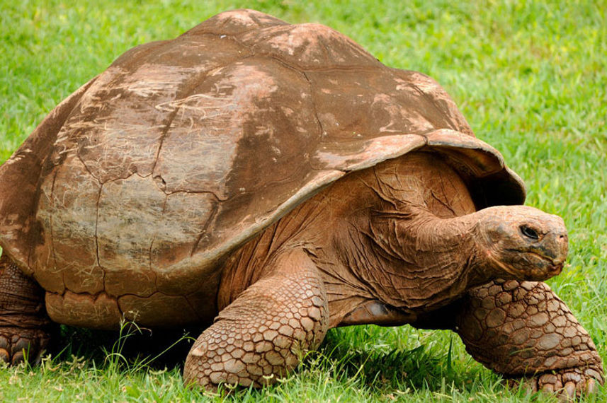 Giant Tortoises of the Galapagos