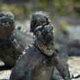 Up close and personal with nature in the Galapagos