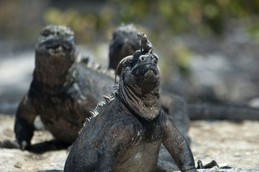 Up close and personal with nature in the Galapagos