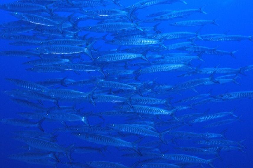 Schools of Barracuda - Maldives