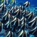 Schooling Butterfly Fish - Maldives